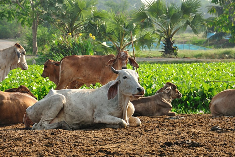 about_bharat_milk_image about_bharat_milk